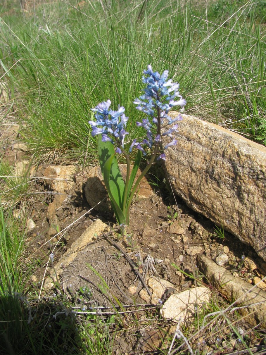Гиацинт Делфт Блю