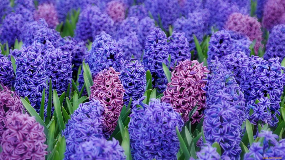 Горшечный гиацинт