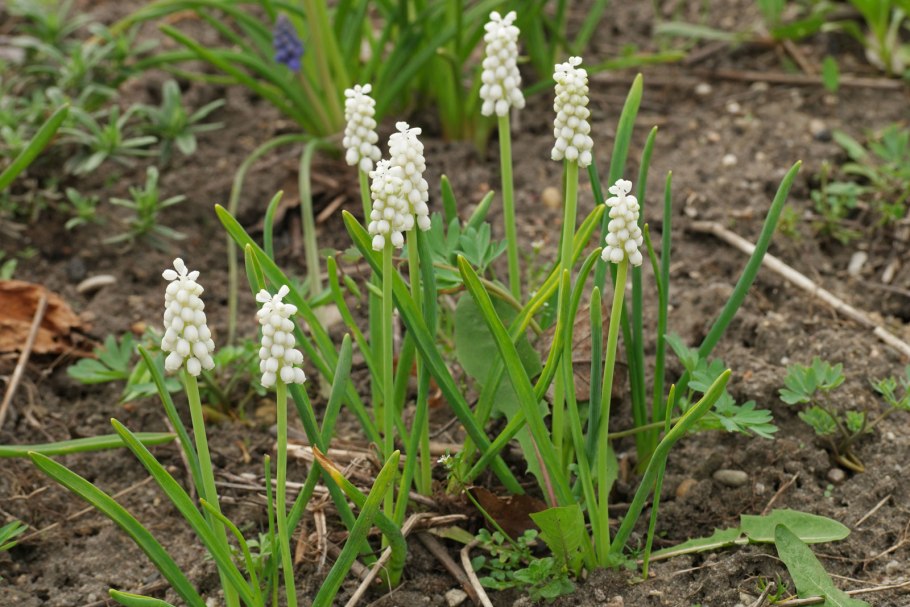 Мускари альбум