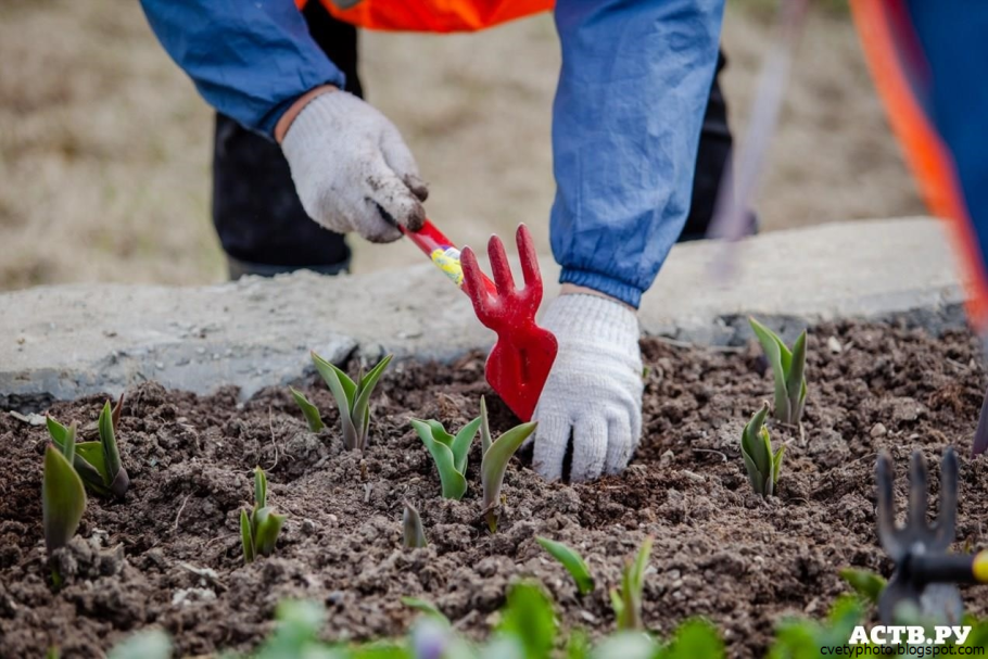 Сажание растений