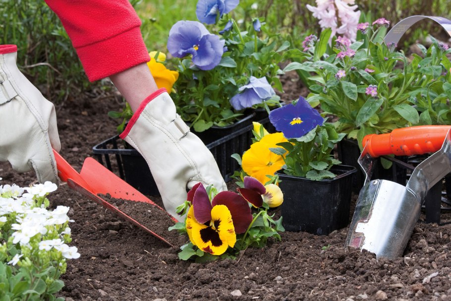Посадка цветов на клумбе