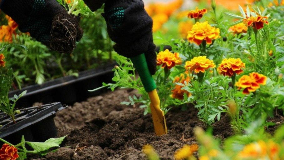 Тагетес бархатцы прополка