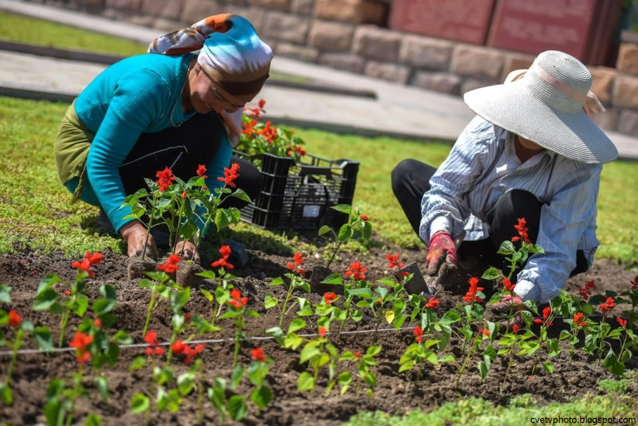Сажание цветов