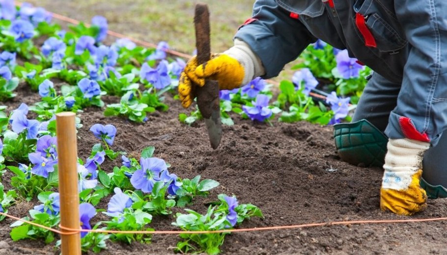 Высадка цветов в открытый грунт