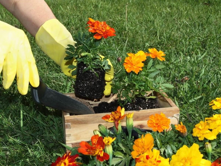 Тагетес бархатцы прополка рассады