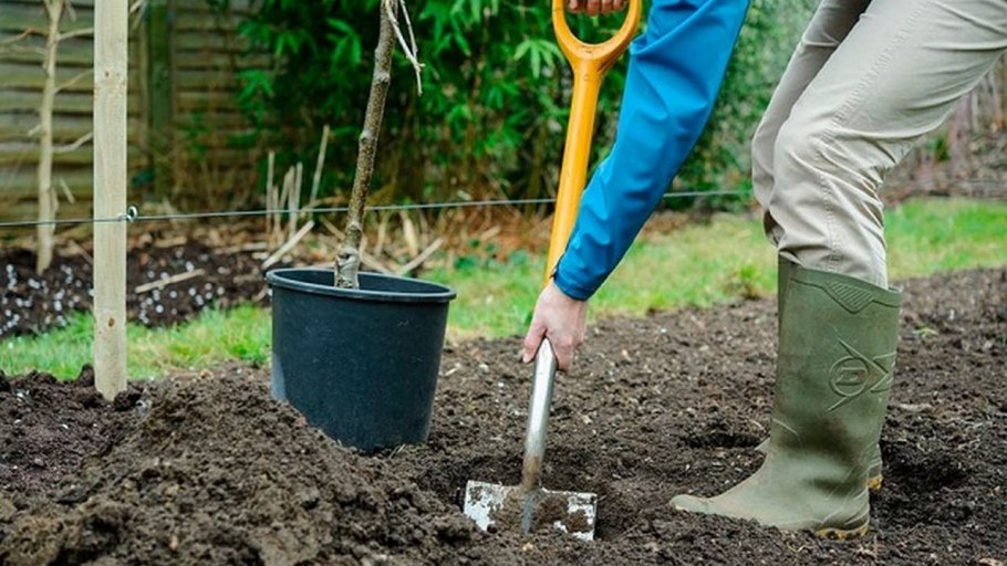 Перекопка почвы яблони