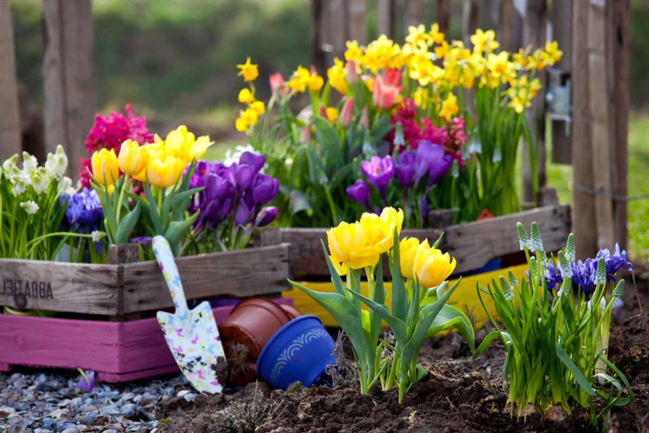 Весенняя клумба луковичных Весенняя