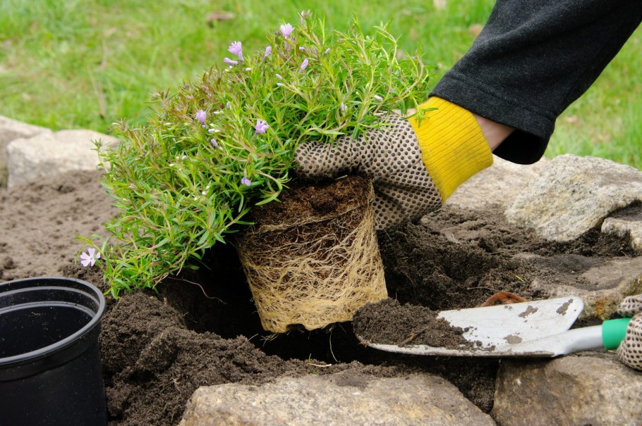 Посадка растений