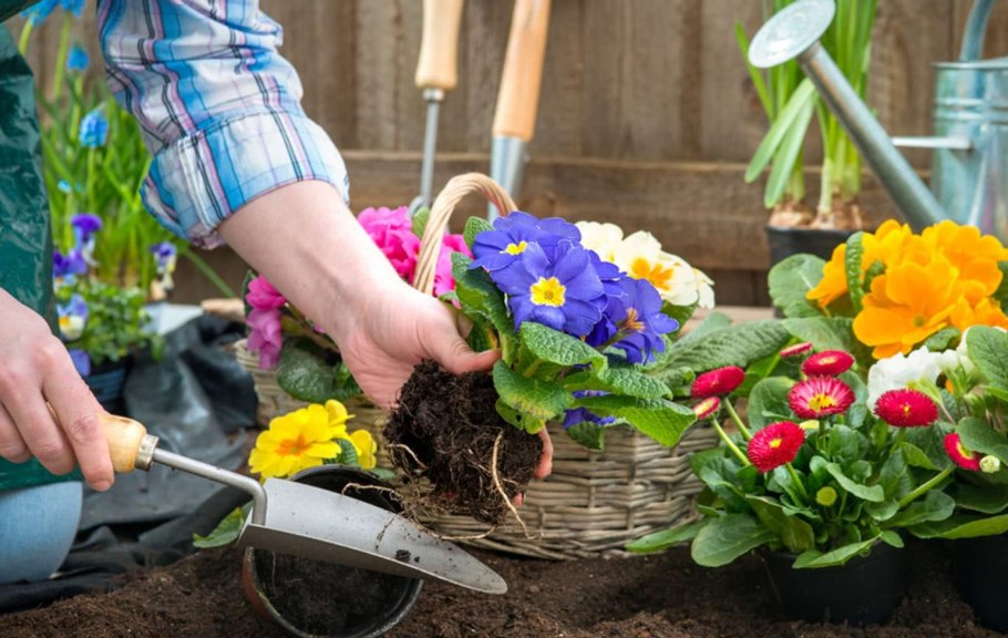 Посадка цветов