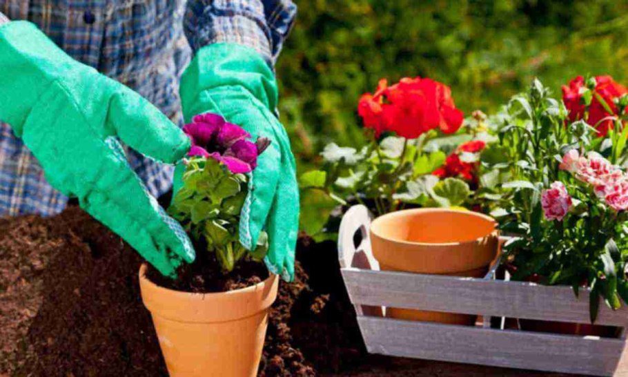 Рассада цветов