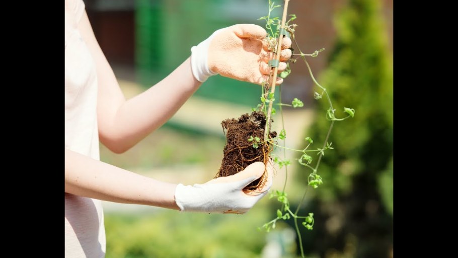 Руки сажают цветы