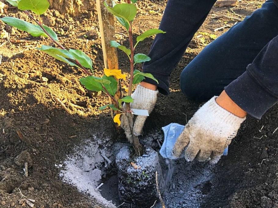 Подкормка деревьев в саду