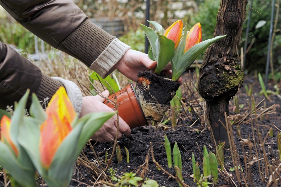 Луковичные осенней посадки