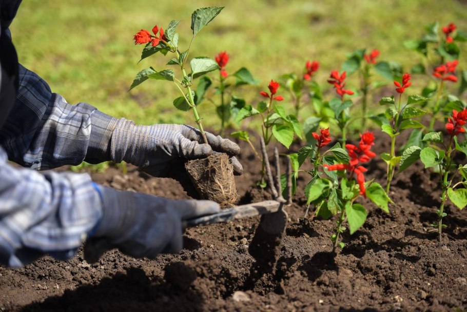Высадка цветов
