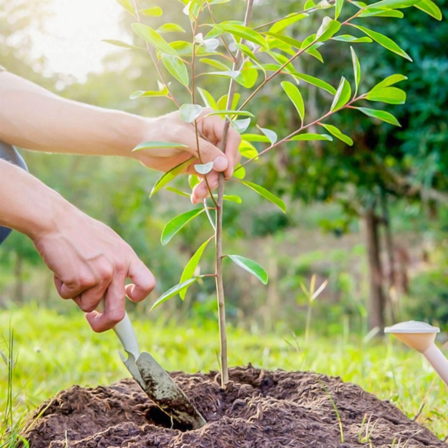 Высадка молодых деревьев