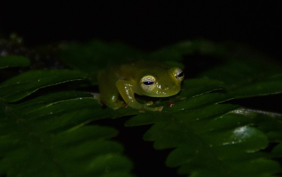 Hyalinobatrachium fleischmanni