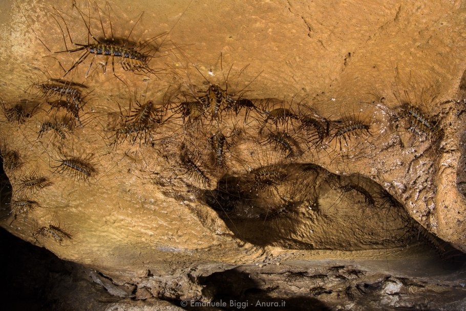 Ранасингхе Премадаса