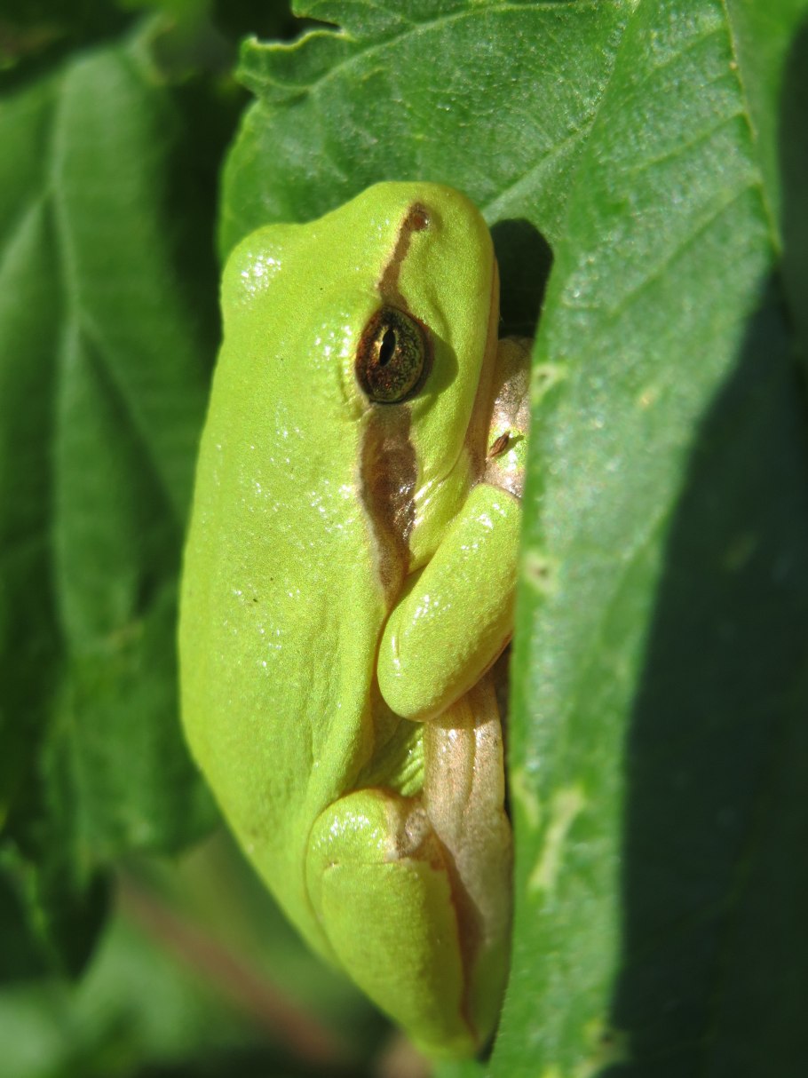 Сиримаво Бандаранаике