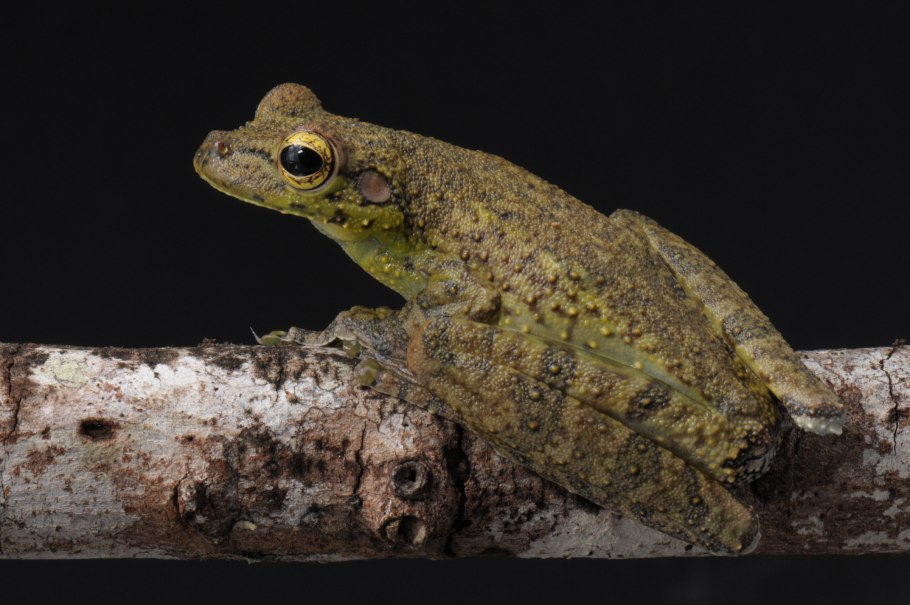 Rhacophorus taipeianus