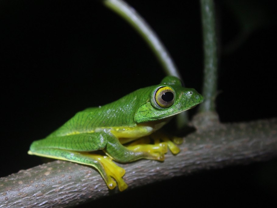 Яванская веслоногая летающая лягушка