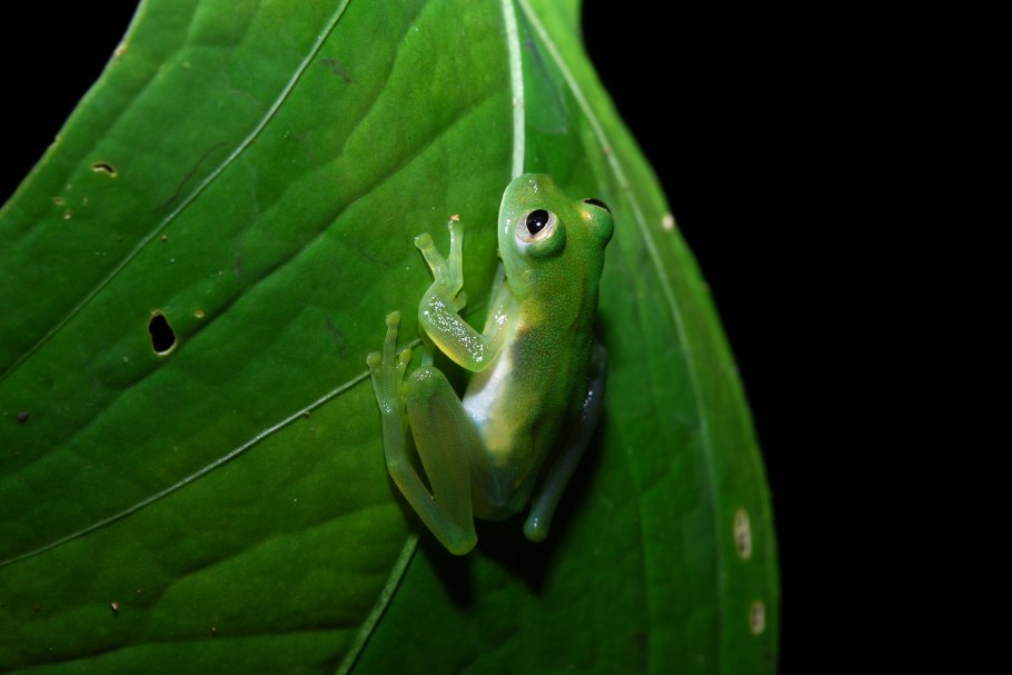Стеклянная лягушка (glass frog)