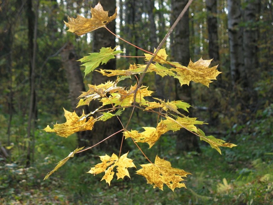 Желтый клен