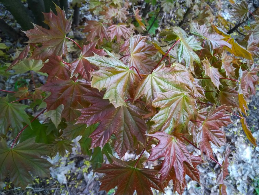 Клён остролистный платановидный