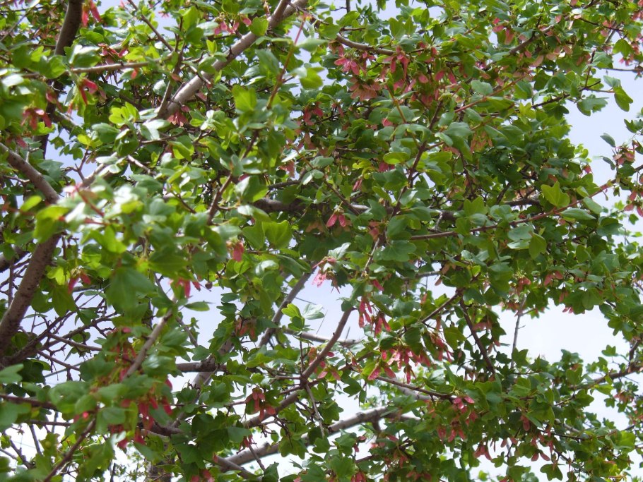 Клён Критский ( Acer sempervirens)