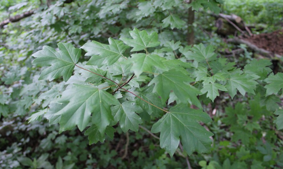 Клен полевой acer campestre