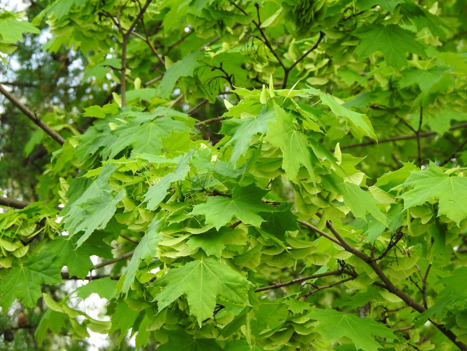 Клен,белый Явор 5-7 лет