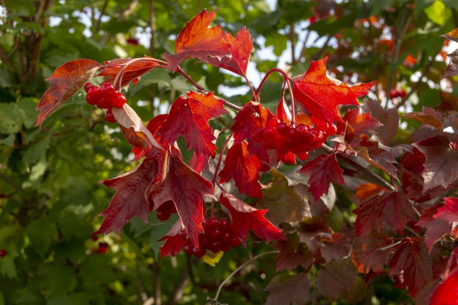 Клен серебристый born s gracious