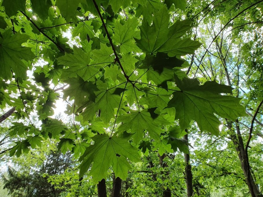 Клен остролистный