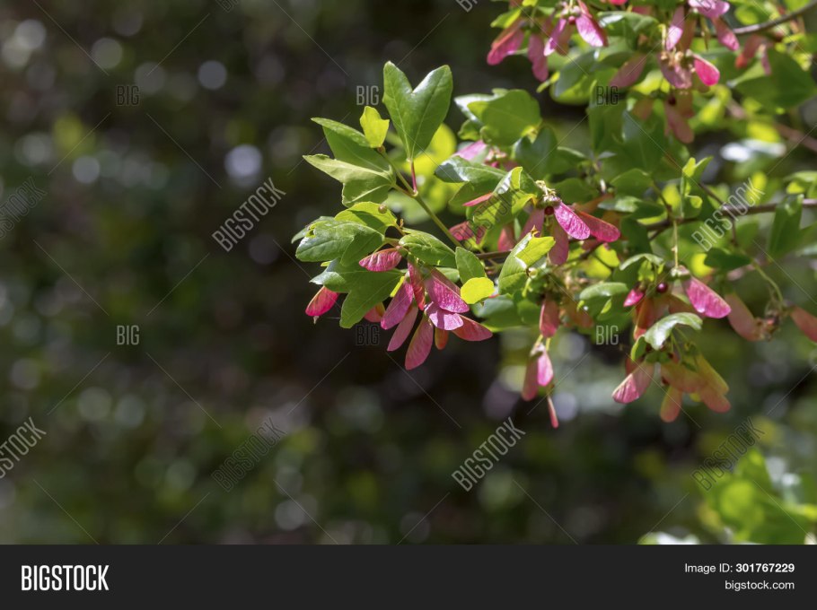 Клен Критский в природе