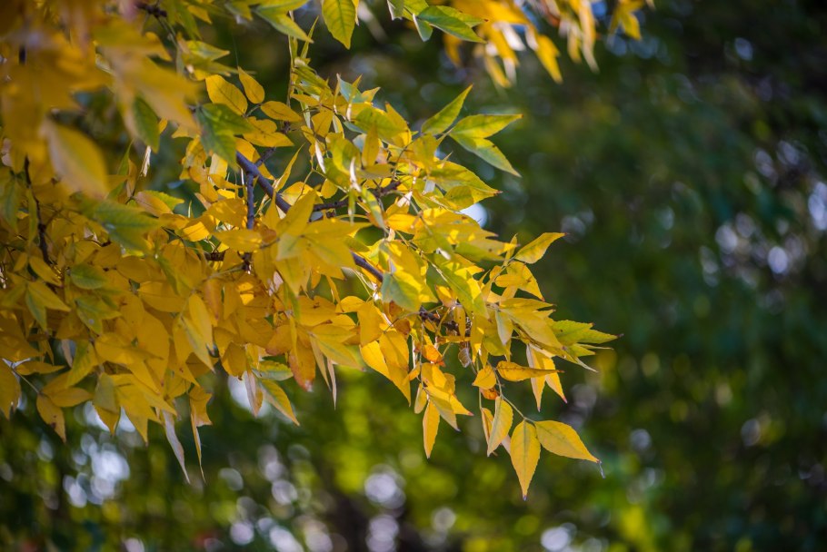 Ясень пенсильванский fraxinus pennsylvanica