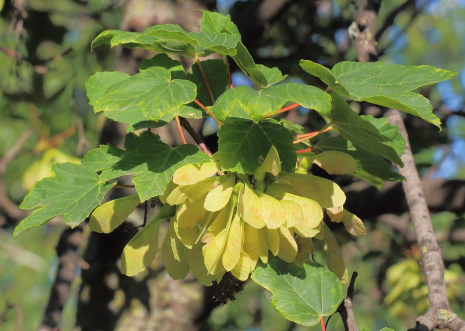 Acer pseudoplatanus l.