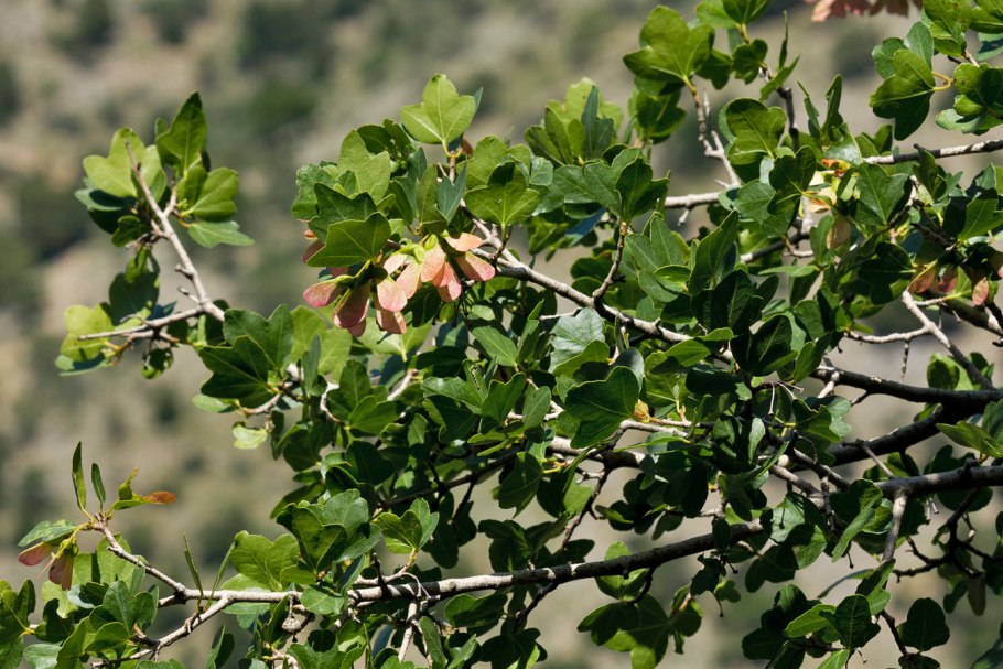Клён Критский ( Acer sempervirens)