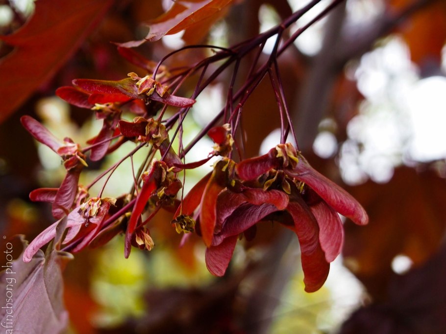 Клен остролистный кримсон кинг