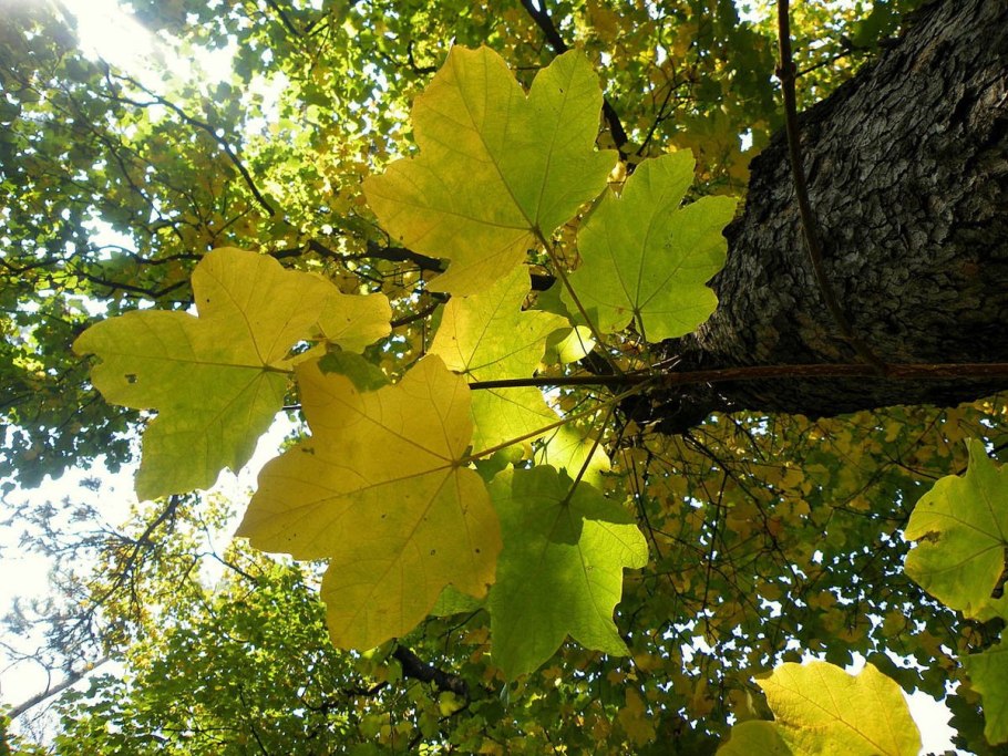 Acer pseudoplatanus