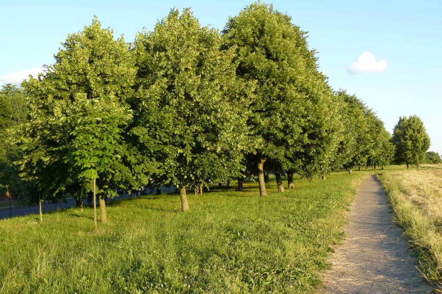 Липа крупнолистная "Цельзат"