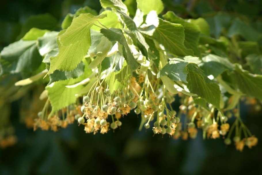 Липа сердцевидная tilia cordata