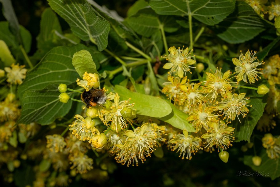 Цветки липы сердцевидной