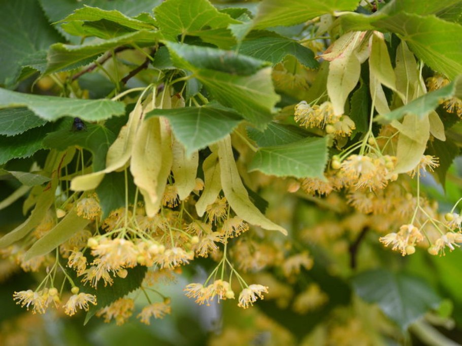 Липа мелколистная дерево