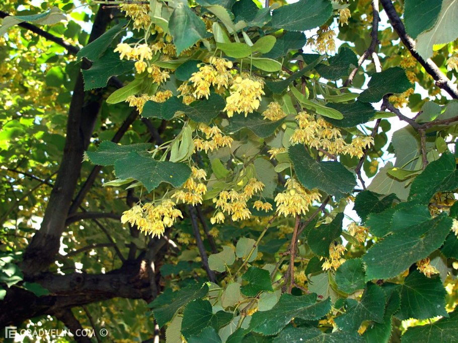 Липа мелколистная tilia cordata