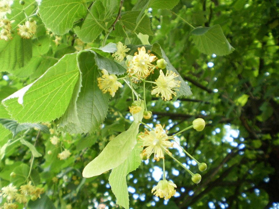 Липа Амурская