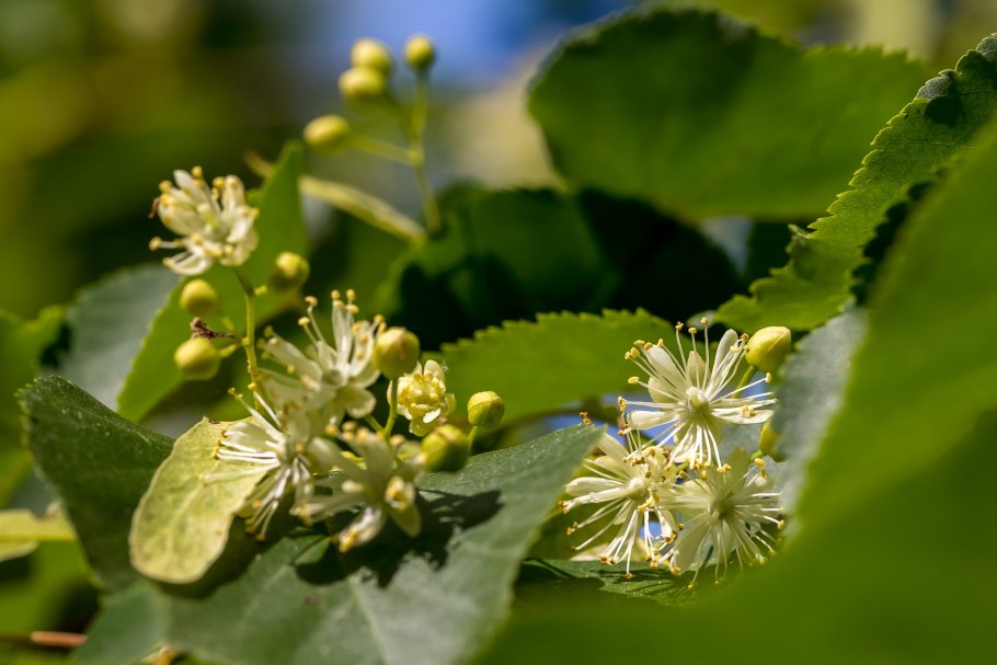 Липа мелколистная Гринспаер