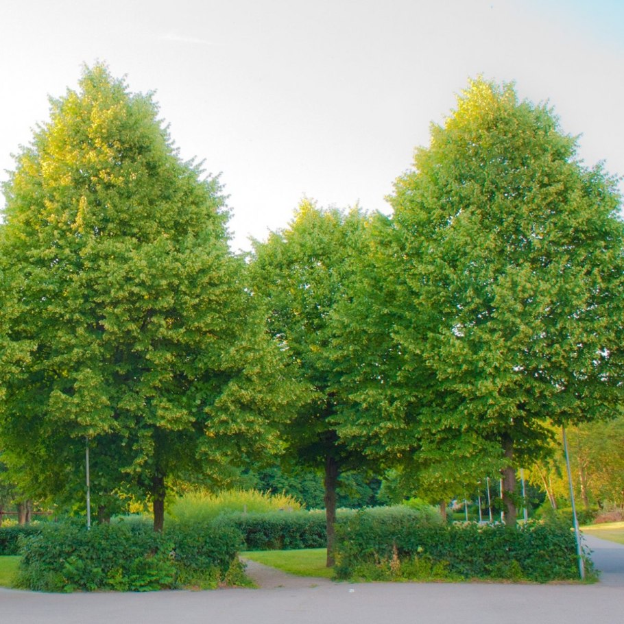 Липа мелколистная greenspire