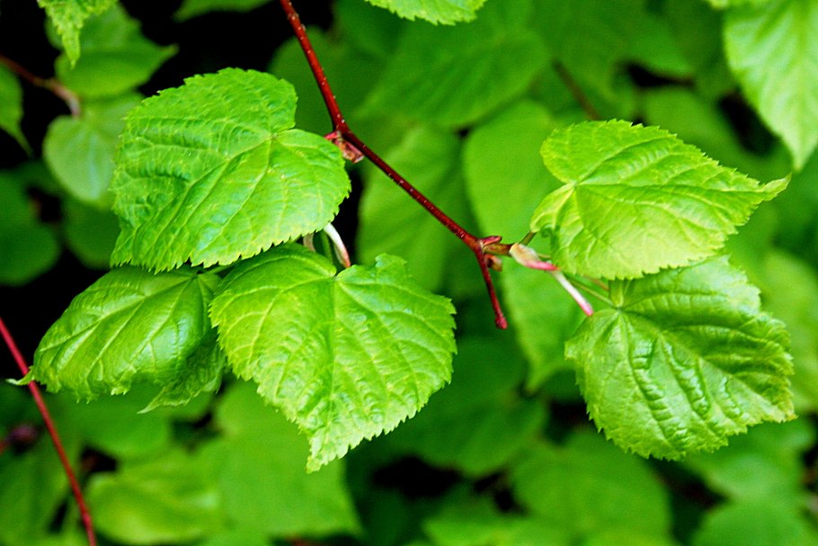 Липа Сибирская листья