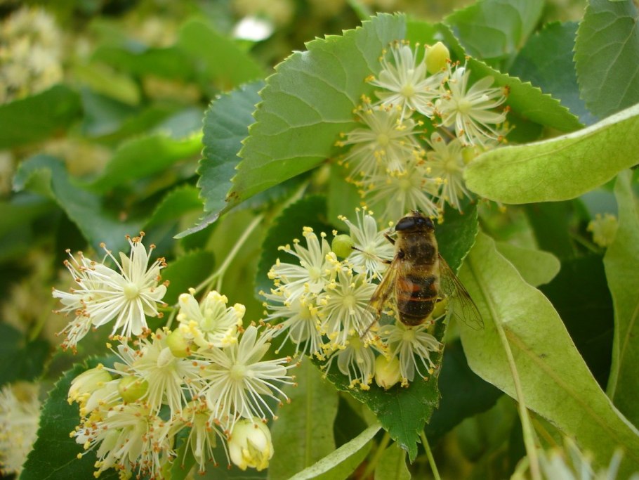 Липа Амурская (Tilia amurensis l.)