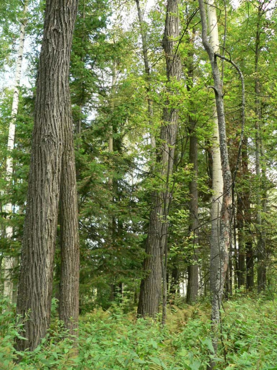 Липа мелколистная Tilia cordata