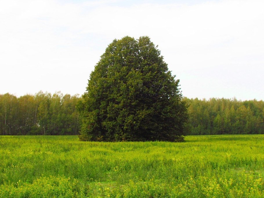 Дерево пейзаж